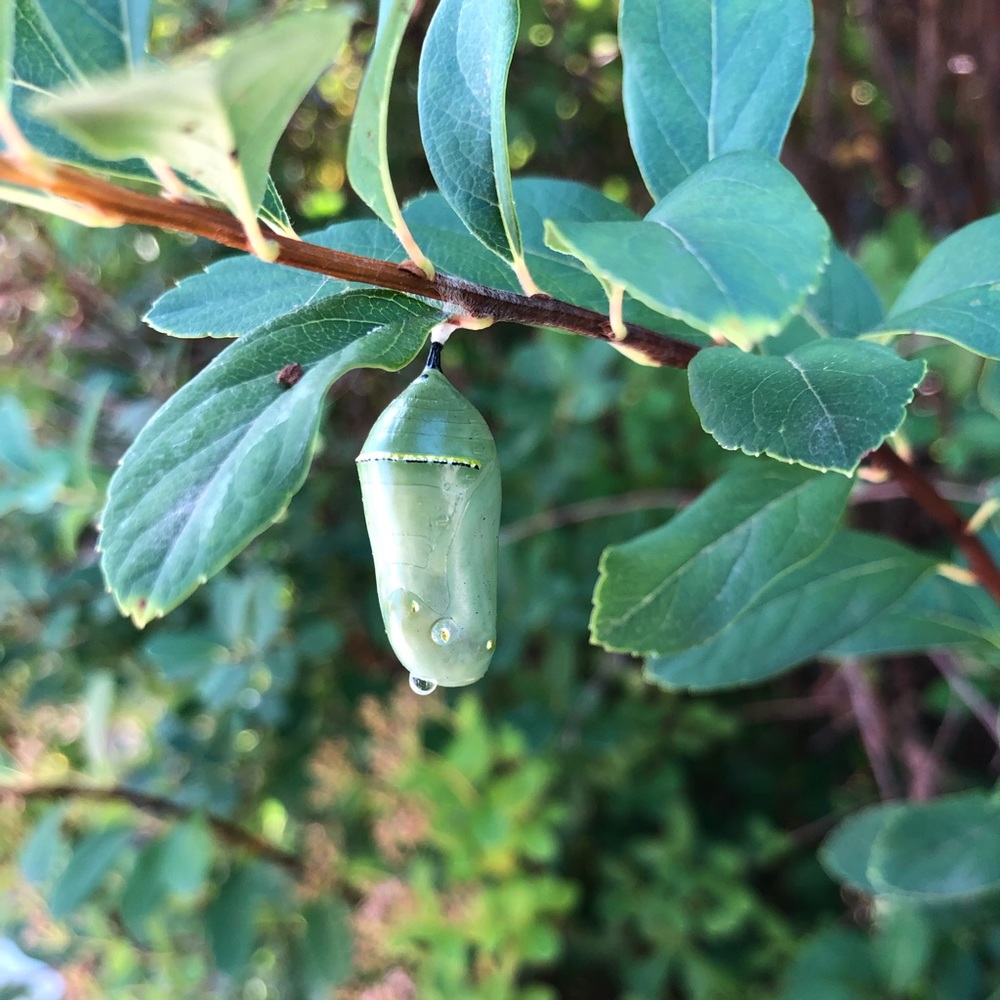 Meet your Posher, Noah